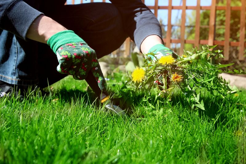 Affordable Weed Eating Service — Cost of Weed Eating Service
